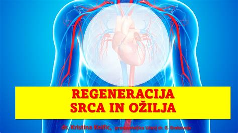 Salamandros galūnės regeneracija