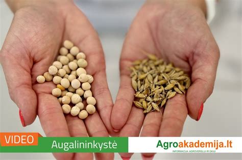 Miežių sėklos daigumo procesas