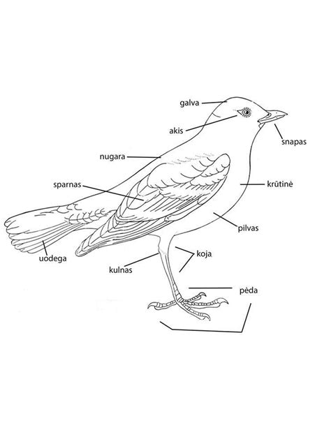 Paukščių reprodukcinė sistema