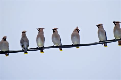 Paukščių plunksnų įvairovė