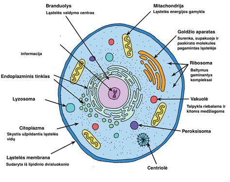 Diagrama, iliustruojanti ląstelių linijų svarbą tyrimams
