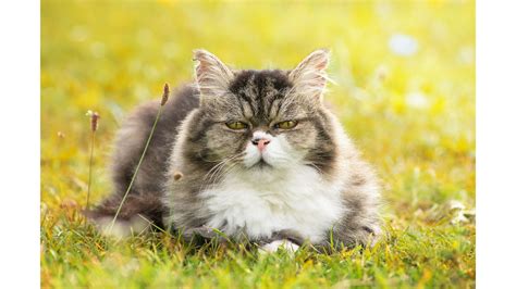 Suaugęs katinas, minkantis antklodę