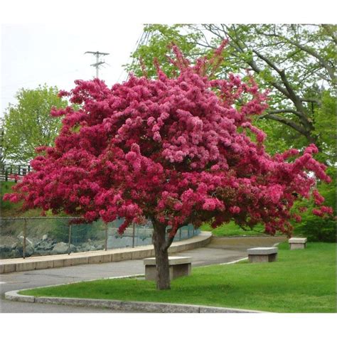 Cherubimai Dantės Rojaus iliustracijose