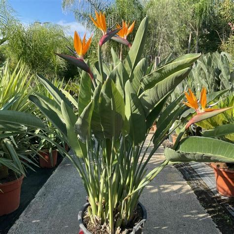 Strelitzia reginae žiedas