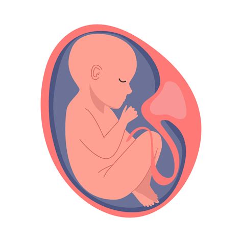 ultragarsinio tyrimo vaizdas, rodantis vaisiaus maišelį gimdoje