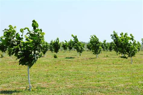 Lazdyno riešutų plantacija
