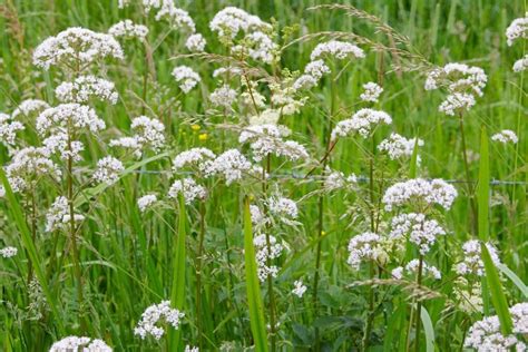 Vaistažolės ir jų poveikis gimdymui
