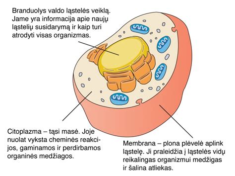 Žmogaus fibroblastų ląstelės su pažymėtais branduoliais ir citoplazma