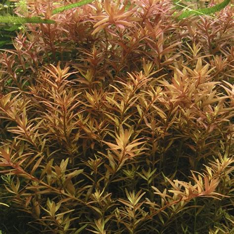Rotala rotundifolia augalas akvariume