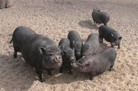 Vietnamo kiaulės jaunikliai