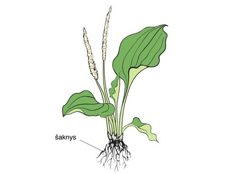 Ibogos augalo šaknys