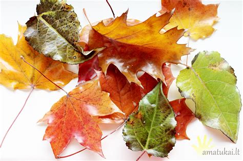 Rudeniniai lapai vėjuotą dieną