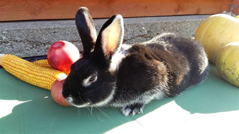 triušiai augimo fazėje