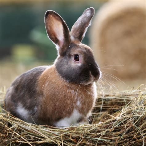 Triušio urvo schema