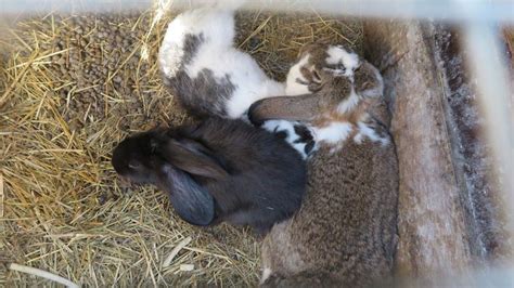 Triušiai laikomi ankštuose narvuose