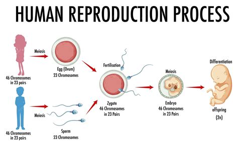 schema of human reproduction stages
