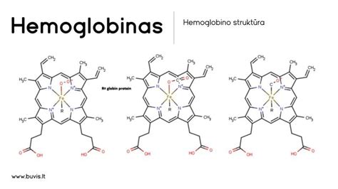 Grafikas, vaizduojantis hemoglobino formų pasiskirstymą skirtingais vystymosi etapais.
