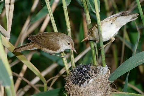 Nesparniųjų paukščių pora lizde