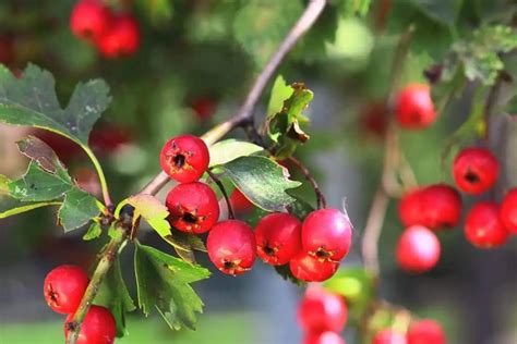 Įvairių rūšių erškėčių žiedai ir vaisiai