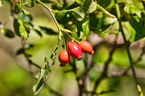 Erškėtuogių uogos ir jų perdirbimo produktai