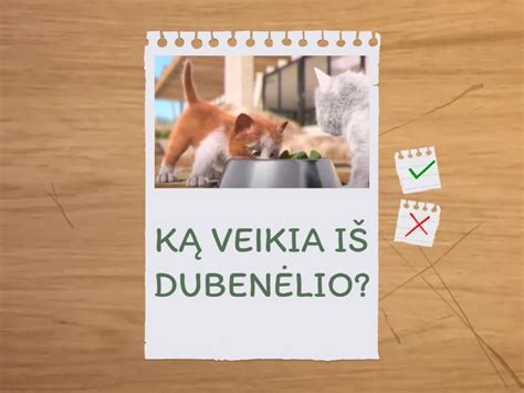 kačiukas ėda iš dubenėlio