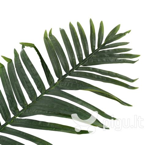 Roebelenii palmės lapai ir kamienas