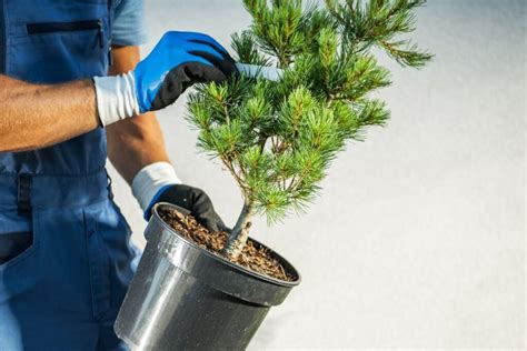 Robelino palmės sodinimas vazone