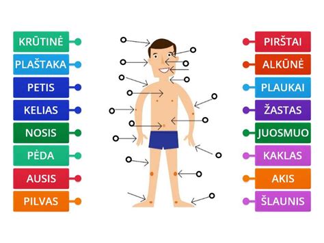 schematinis žmogaus kūno vaizdas su akcentu į reprodukcinę sistemą