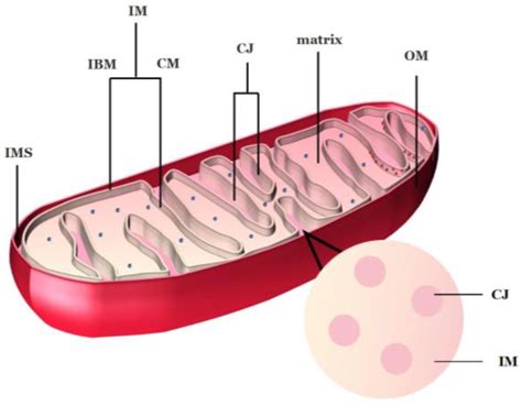 Scheminis mitochondrijos pavaizdavimas