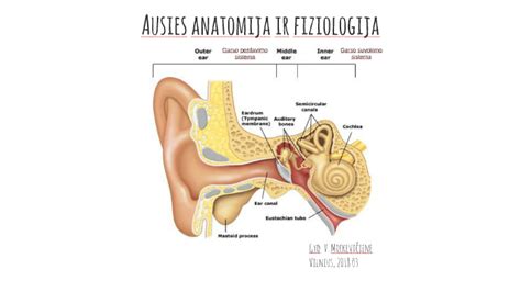 Žmogaus ausies anatomija