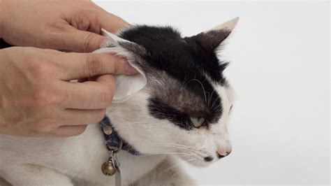 Katės ausų judesiai