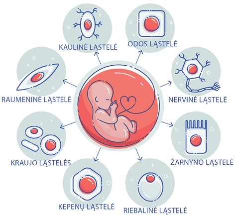 placentos ir virkštelės schema