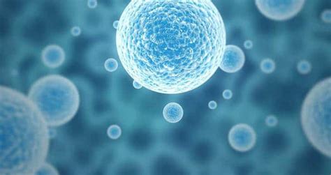 kamieninės ląstelės