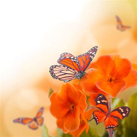 Balandžio gėlės ir drugeliai