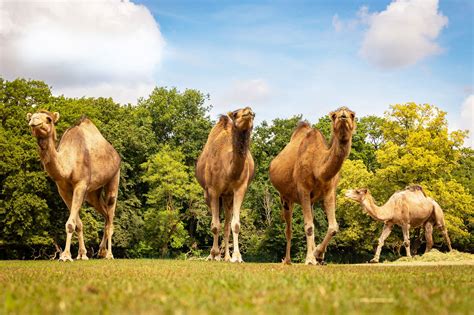 Moterys melžiančios dromedare