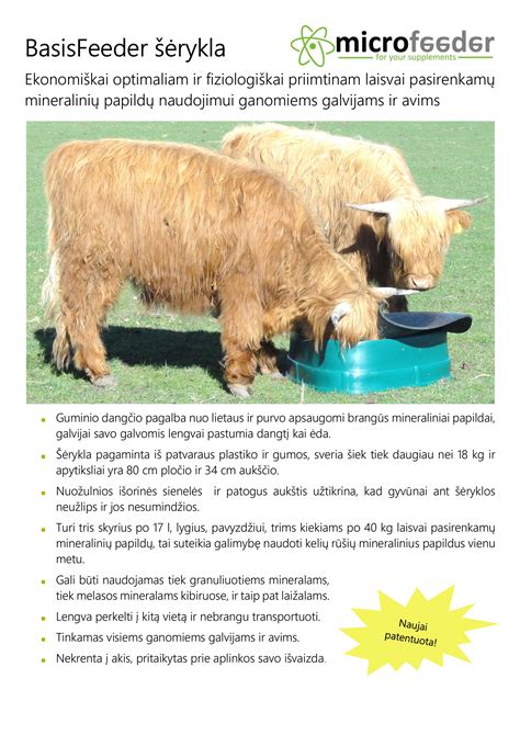 Veršelis geria pieno iš automatinės girdyklos