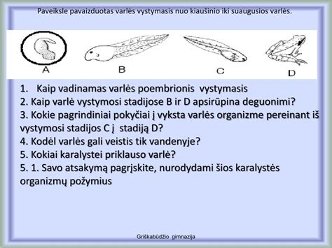 Kiaulės embriono vystymosi stadijos