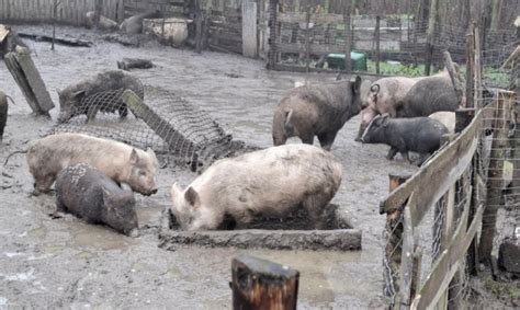 Kiaulių veisimo ūkis