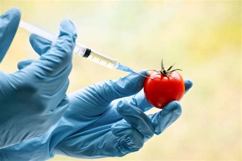 Genetiškai modifikuoti pomidorai