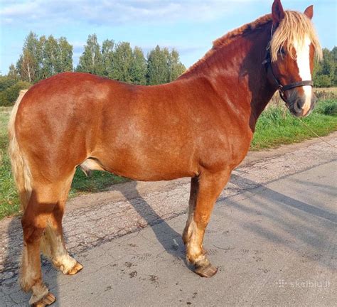 Arklys paslėptas mįslėje