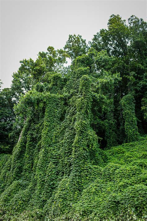 Kudzu augalo plitimas JAV