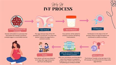 IVF procedūra
