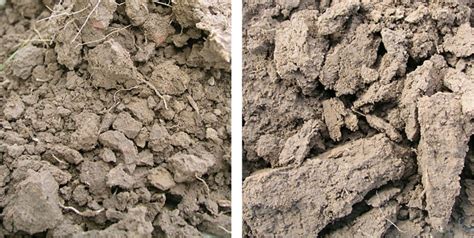 Kalkingojo dirvožemio struktūra