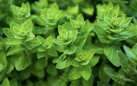 Aromatinės žolės kalkinguose dirvožemiuose