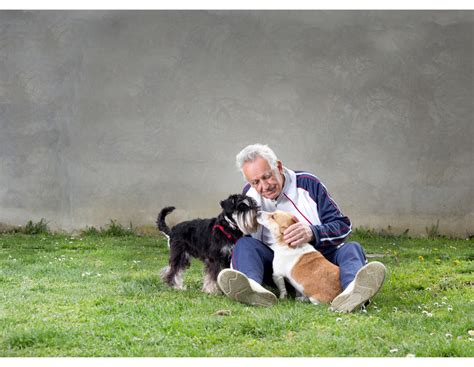 Vyresnio amžiaus šuo ilsisi minkštame guolyje