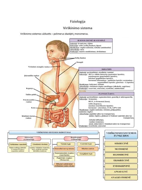 Scheminis šuns virškinimo sistemos vaizdas