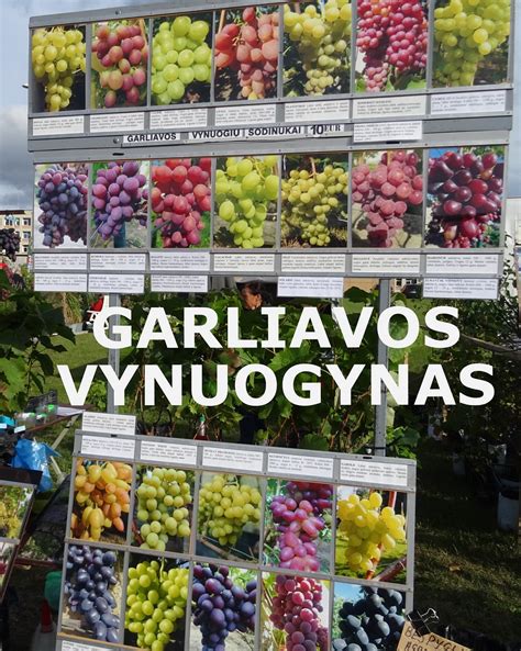 Gruziniškas vynuogynas