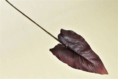 didelis špinatų lapas