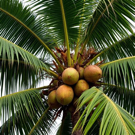 Kokoso palmės augančios tropiniame paplūdimyje