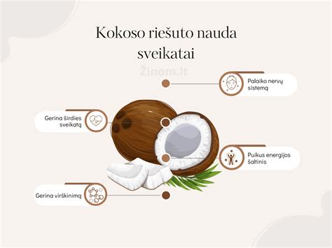 Skerspjūvis kokoso riešuto su vandeniu ir minkštimu
